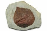 Paleocene Fossil Leaf (Davidia) - Montana #351960-1